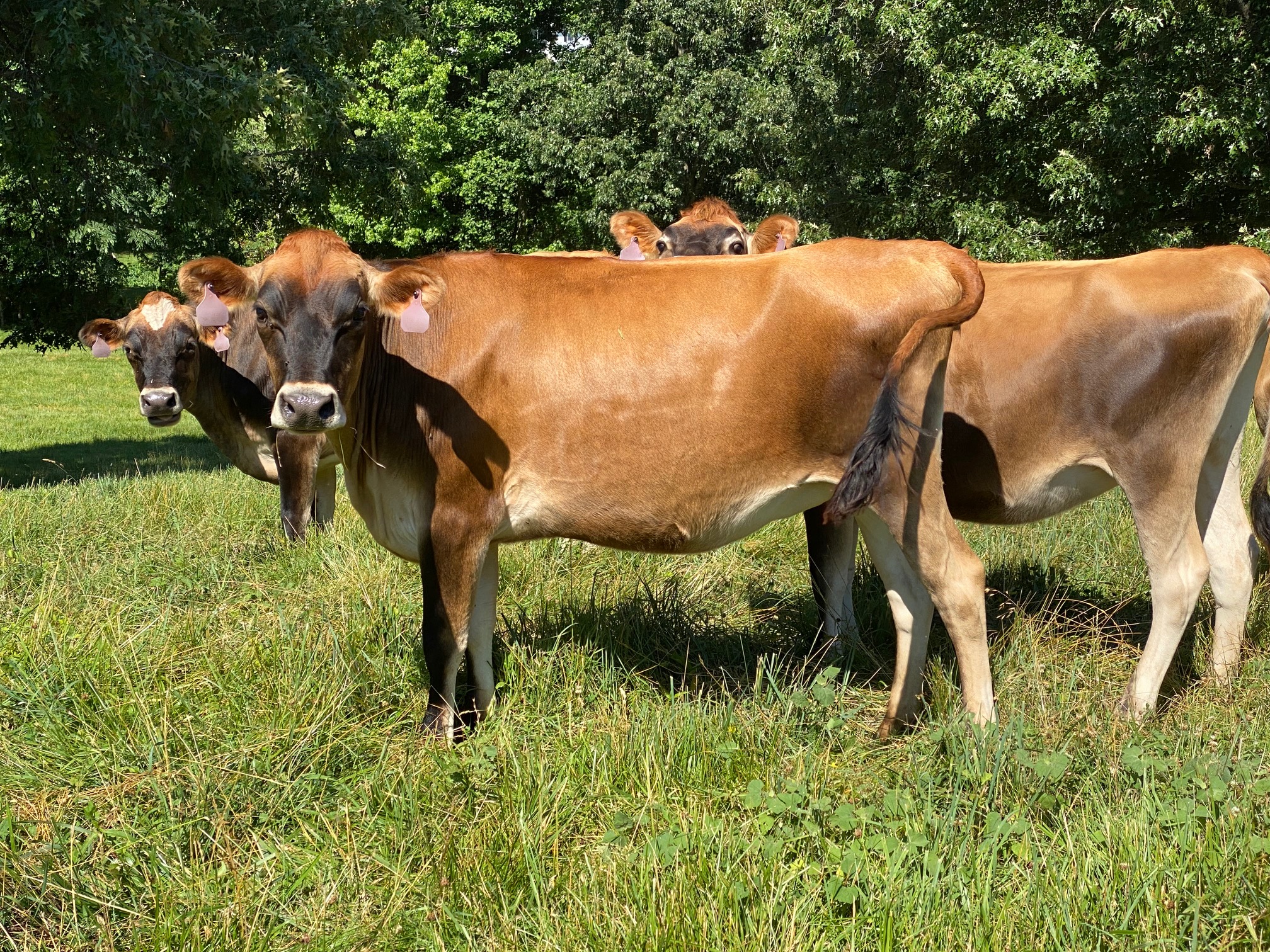 FKF: Cows