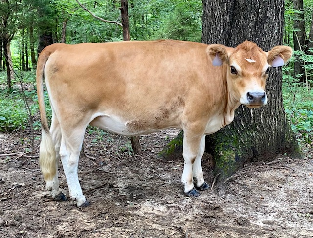 Mini Jersey Cattle